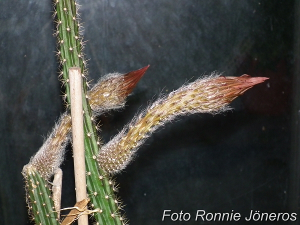 Selenicereus Nattens drottning